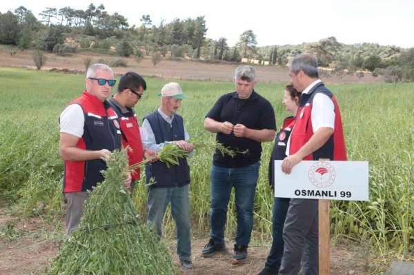 Çanakkale'de susam üretiminin arttırılması için kollar sıvandı, makineli üretim devreye girdi
