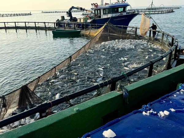 Sinop, Türk somonunda zirvede