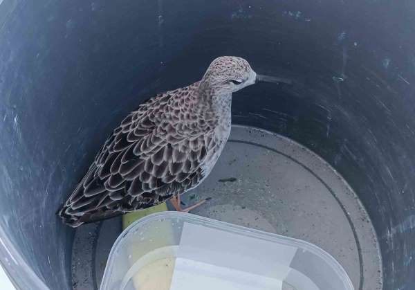 Türkiye'de nadir rastlanan kuş türü cami imamı tarafından yaralı bulundu