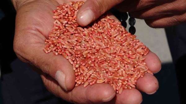 Van'da tarıma destek: 3 yılda 11 bin 322 ton tohum dağıtıldı