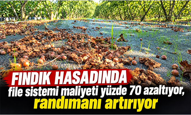Fındık hasadında file sistemi maliyeti yüzde 70 azaltıyor, randımanı artırıyor