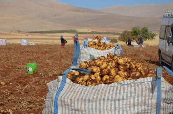 Malatya'da patates hasadı