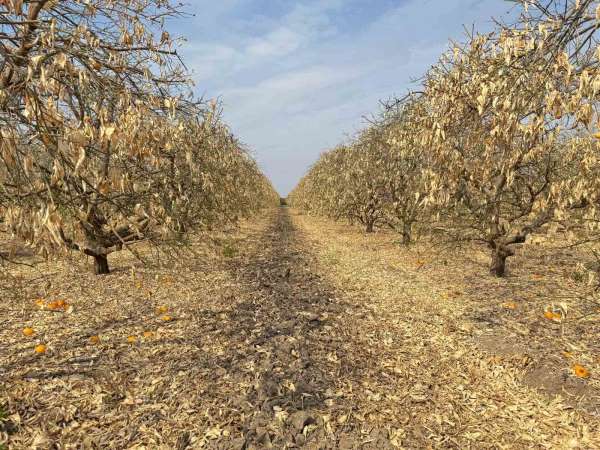 Doğan: 'Greyfurt üreticileri de destek kapsamına alınmalıdır'