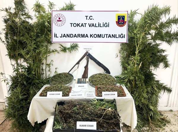 Tokat'ta jandarmadan kenevir operasyonu: 1 gözaltı