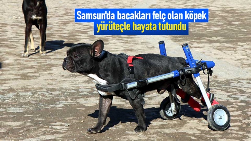 Samsun'da bacakları felç olan köpek yürüteçle hayata tutundu