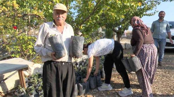 Büyükşehir'den çiftçiye keçiboynuzu desteği - Antalya haber