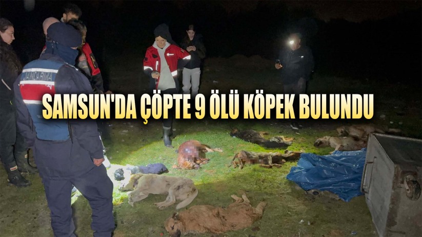 Samsun'da çöp konteynerinde 9 telef olmuş köpek bulundu