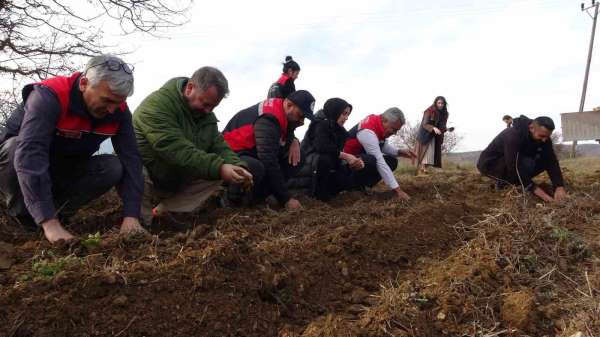 Kastamonu'da kadınlara güç veren proje: 38 bin fide dağıtımı yapıldı