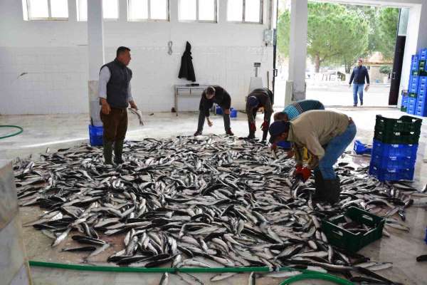 Muğla'dan 10 ayda 618 milyon dolar balık ihracatı