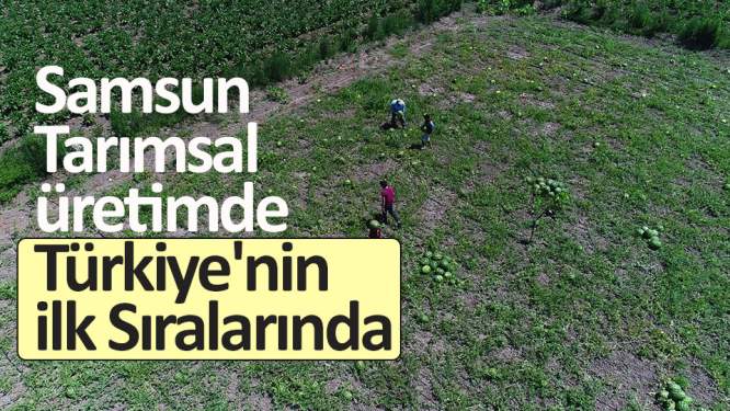 Samsun tarımsal üretimde Türkiye'nin ilk sıralarında