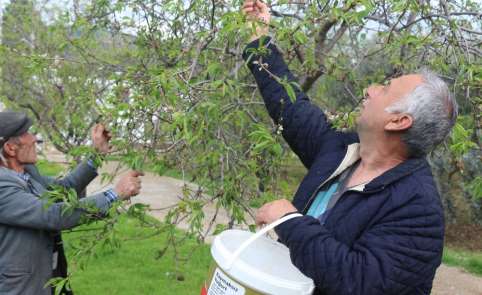 Yılın ilk hasadı çağlalar 100 liradan alıcı buluyor 