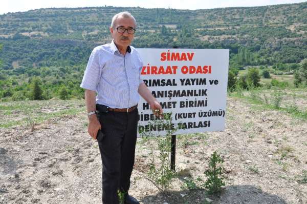 Simav'da 'Goji Beryy' (Kurt üzümü) deneme ekimi 