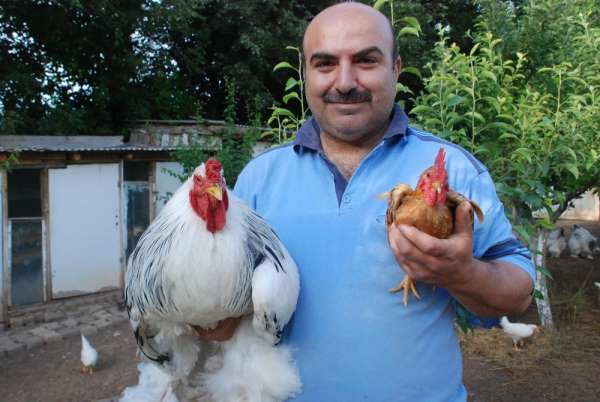 Dünya'nın en küçük horozu ile en büyüğü dikkat çekiyor