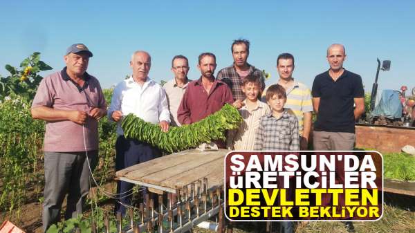 Samsun'da üreticiler devletten destek bekliyor