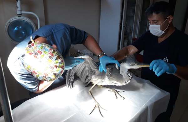 Kocaeli'de yaralı kuşlar tedavi edilerek doğaya salındı 