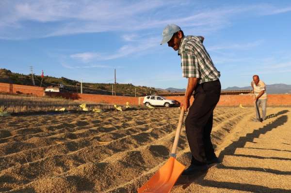 Çeltik üreticisinin talepleri 