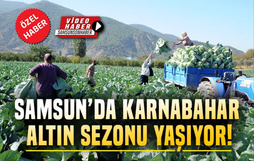 Samsun'da Karnabahar altın sezonu yaşıyor!