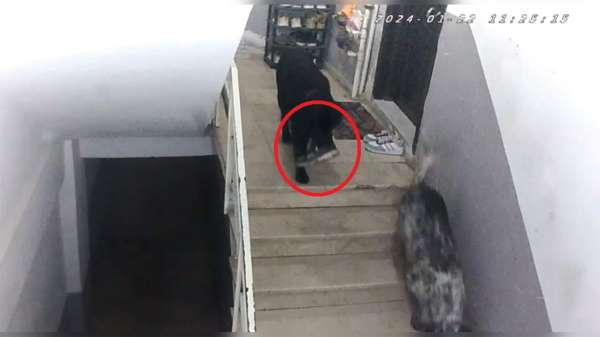 Sinop'ta gülümseten olay: Apartmana giren köpekler misafirin ayakkabısını çaldı