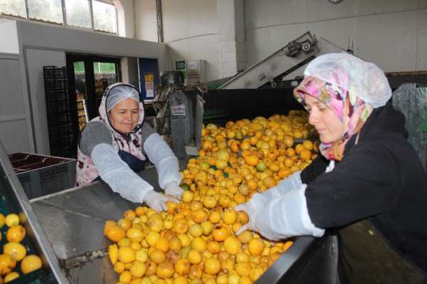 Katkısız Bodrum mandalina suyu dünyaya açılıyor 