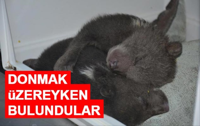 Donmak üzereyken bulundular