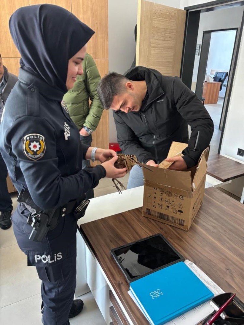 Samsun'da yaralı orman çulluğuna polis şefkati