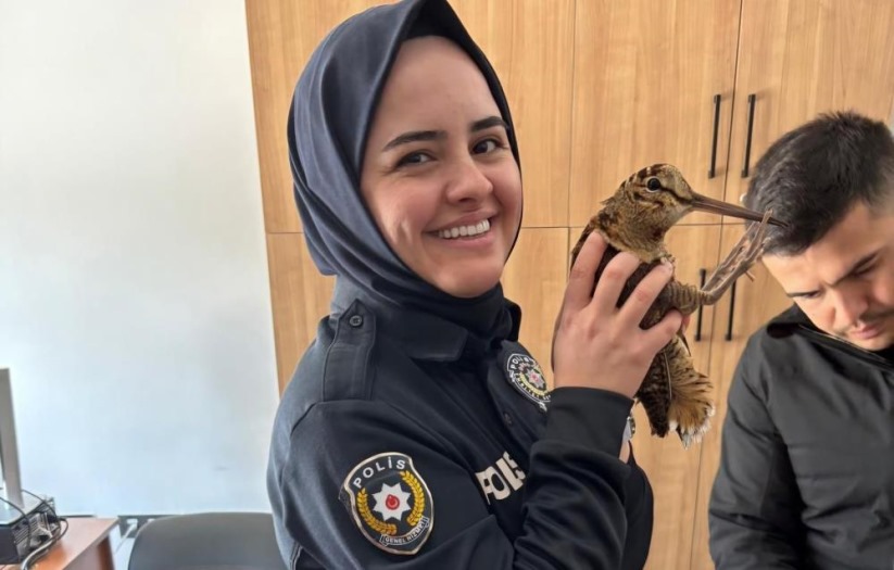 Samsun'da yaralı orman çulluğuna polis şefkati