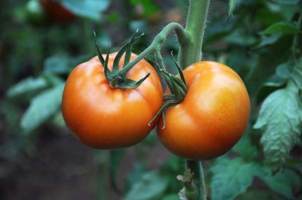 Korona virüs domatesin kilosunu 1 liraya düşürdü 