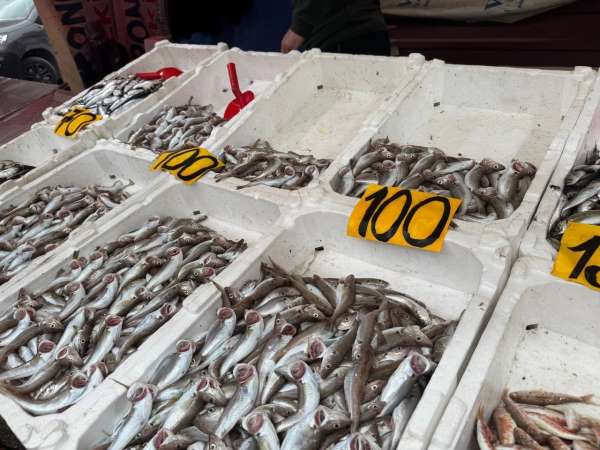 Zonguldak'ta mezgitin kilosu 100 liraya geriledi