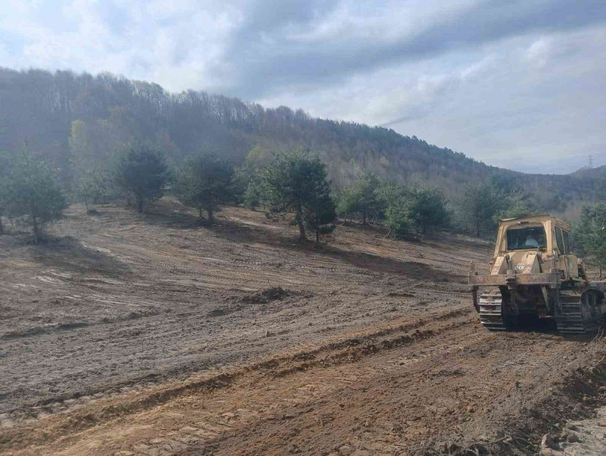 Zonguldak'ta sokak hayvanları için çalışmalar hız kazandı
