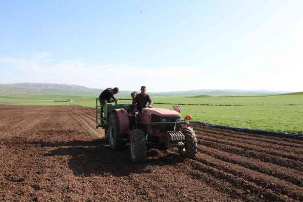 Siirt'te patates tohumu deneme ekimi yapıldı - Siirt haber