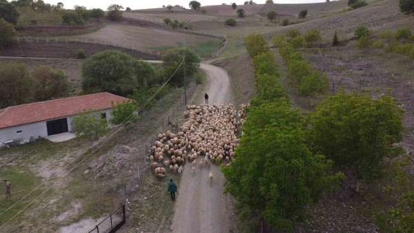 Amasya'da koyun sürülerinin yayla göçü erken başladı