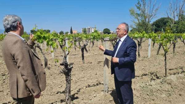 Büyükşehir'den don zararına uğrayan üreticilere destek