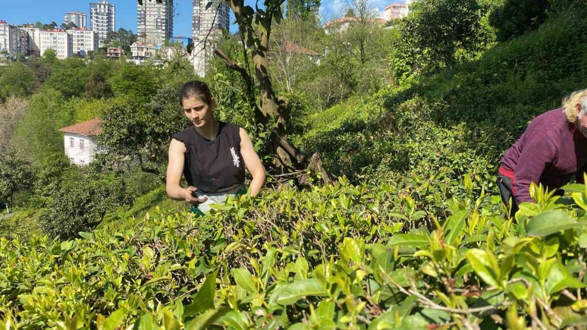 Çay bahçesinden, Dünya Şampiyonası'na