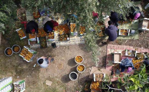'Sarı altın' yenidünyada hasat başladı