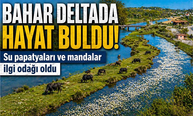 Baharın güzelliği deltada: Su papatyaları ve mandalarıyla ziyaretçilerin ilgi odağı