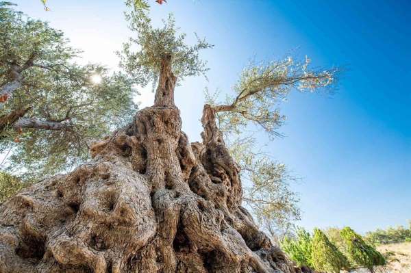 Fuar İzmir'de zeytinyağı müzayedesi