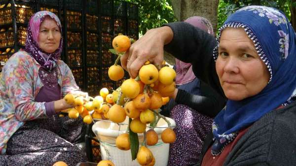 İhracat yolundaki son yenidünyalar yüz güldürüyor