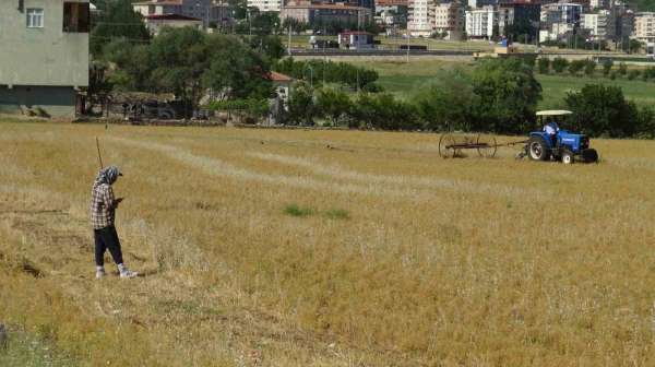Batman'da mercimek hasadı