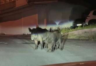 Ordu'da aç kalan yaban domuzları sokakları mesken tuttu