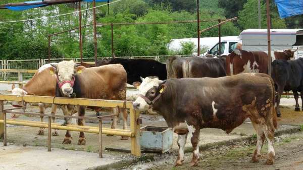 Ordu'da besiciler, gurbetçilerin yolunu gözlüyor
