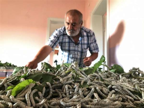 Elazığ'da muhtar, teşvik için İpek böcekçiliği yapmaya başladı