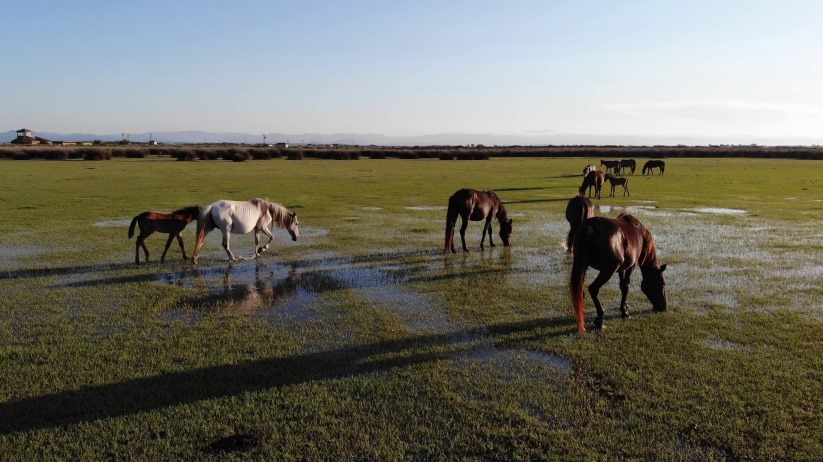 Samsun'da deltada bulunan atlar havadan görüntülendi