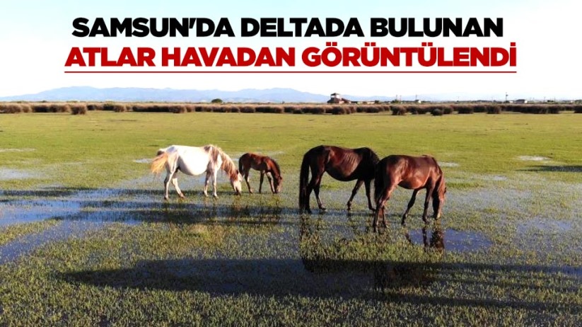 Samsun'da deltada bulunan atlar havadan görüntülendi