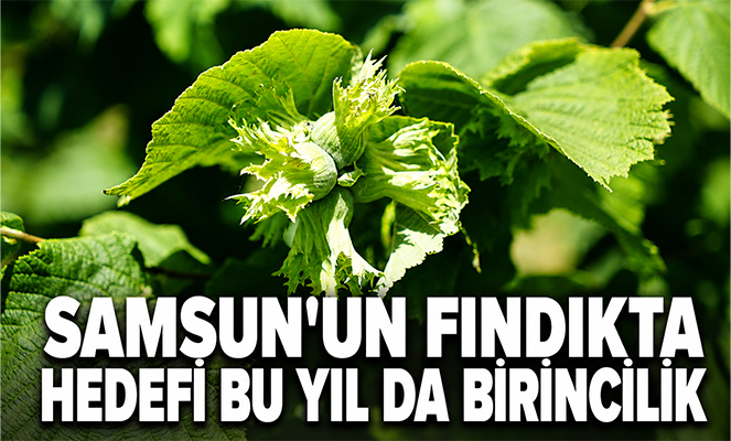 Samsun'un fındıkta hedefi bu yıl da birincilik