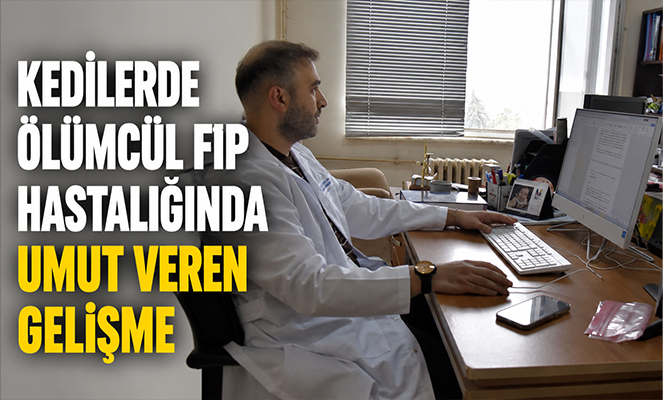 Kedilerde ölümcül FIP hastalığında umut veren gelişme