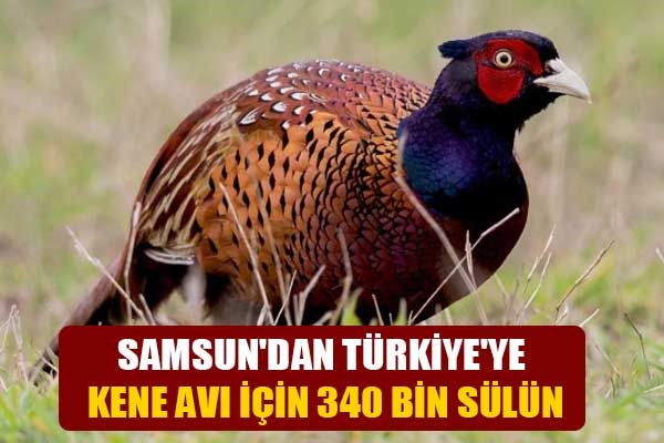 Samsun'dan Türkiye'ye kene avı için 340 bin sülün