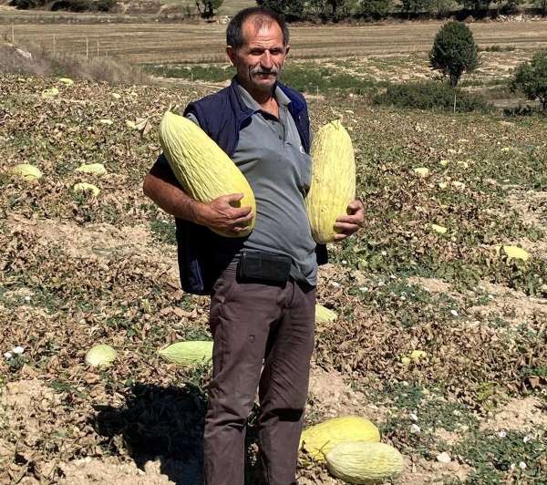 Emet'tin Göncek Kavunu organik tarım bünyesine kazandırılacak