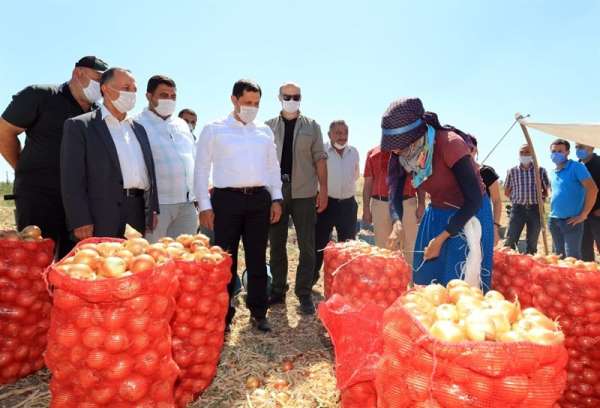 Vali Masatlı'dan tarlalardaki hasada inceleme 