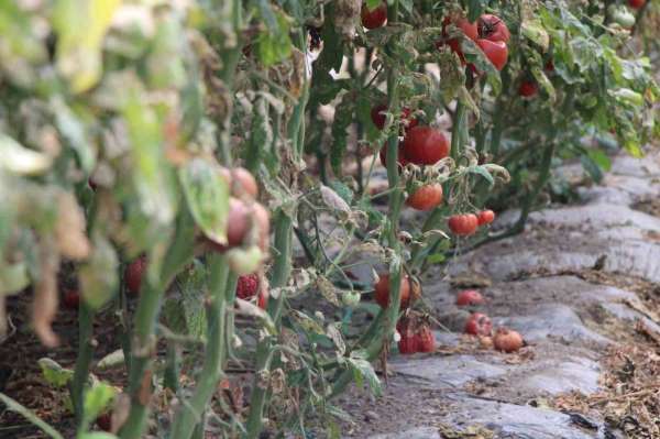 Amasya'da domates hasadını 'tuta' vurdu, tonlarca ürün zarar gördü