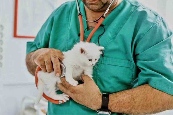 ING Türkiye'den evcil hayvanlar için Turuncu Patiler Sigortası